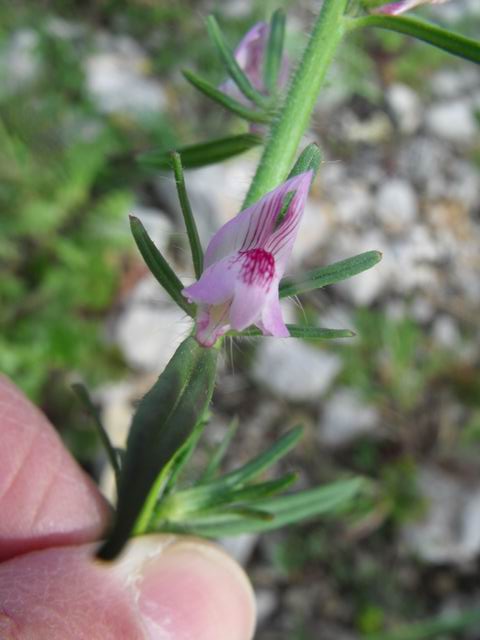 Da confermare - Misopates orontium